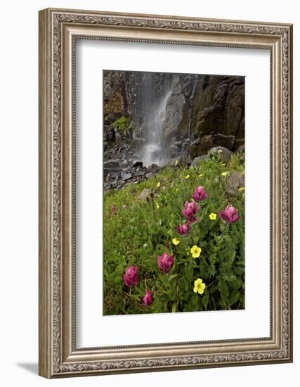 Rosy Paintbrush and Alpine Avens, San Juan Nat'l Forest, Colorado, USA-James Hager-Framed Photographic Print