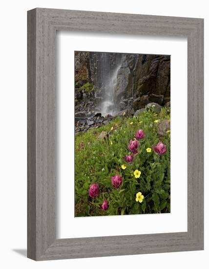 Rosy Paintbrush and Alpine Avens, San Juan Nat'l Forest, Colorado, USA-James Hager-Framed Photographic Print