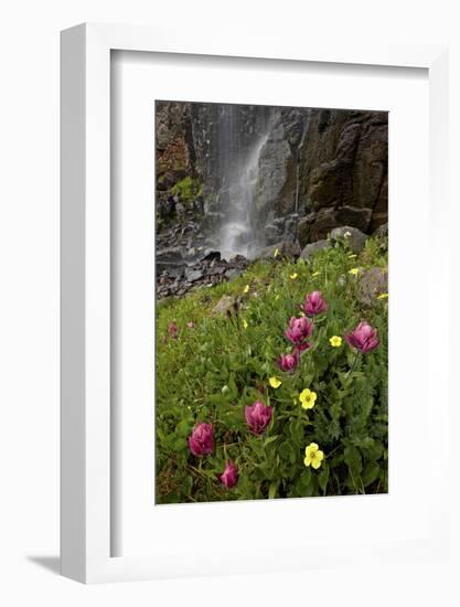 Rosy Paintbrush and Alpine Avens, San Juan Nat'l Forest, Colorado, USA-James Hager-Framed Photographic Print