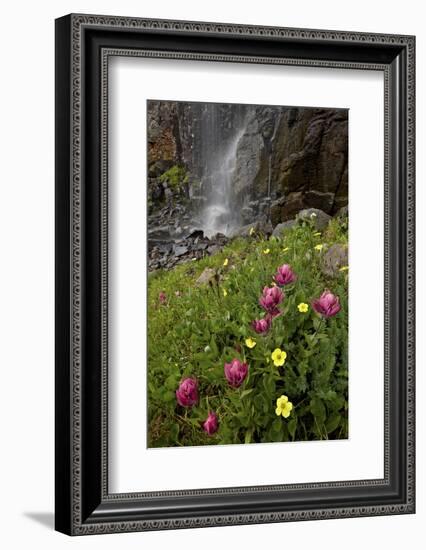 Rosy Paintbrush and Alpine Avens, San Juan Nat'l Forest, Colorado, USA-James Hager-Framed Photographic Print