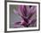 Rosy Paintbrush (Castilleja Rhexifolia), Gunnison National Forest, Colorado, USA, North America-James Hager-Framed Photographic Print