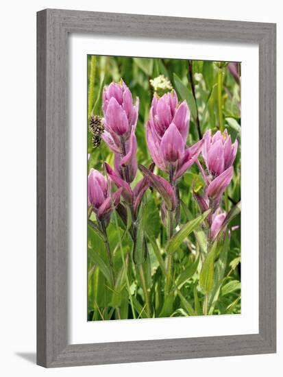 Rosy Paintbrush (Castilleja Rhexifolia)-Bob Gibbons-Framed Photographic Print