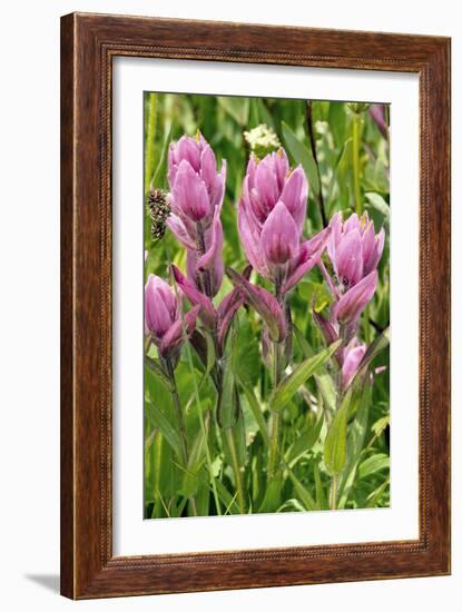 Rosy Paintbrush (Castilleja Rhexifolia)-Bob Gibbons-Framed Photographic Print