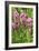Rosy Paintbrush (Castilleja Rhexifolia)-Bob Gibbons-Framed Photographic Print