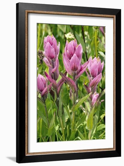 Rosy Paintbrush (Castilleja Rhexifolia)-Bob Gibbons-Framed Photographic Print