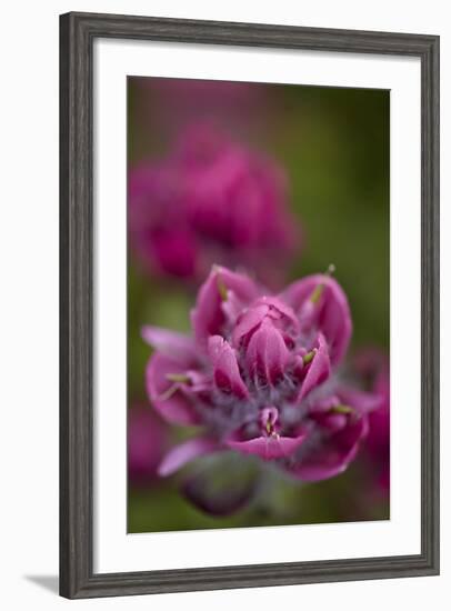 Rosy Paintbrush, San Juan Nat'l Forest, Colorado, USA-James Hager-Framed Photographic Print