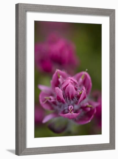 Rosy Paintbrush, San Juan Nat'l Forest, Colorado, USA-James Hager-Framed Photographic Print