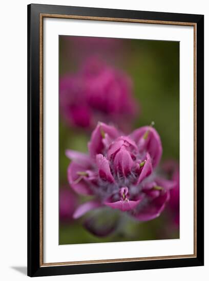 Rosy Paintbrush, San Juan Nat'l Forest, Colorado, USA-James Hager-Framed Photographic Print