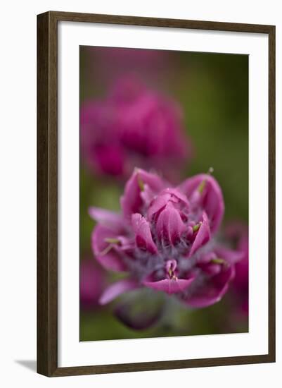 Rosy Paintbrush, San Juan Nat'l Forest, Colorado, USA-James Hager-Framed Photographic Print