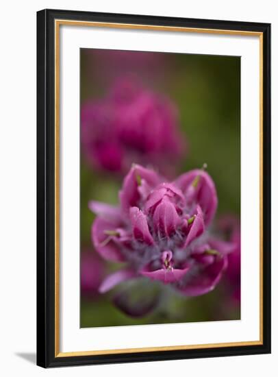 Rosy Paintbrush, San Juan Nat'l Forest, Colorado, USA-James Hager-Framed Photographic Print