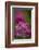 Rosy Paintbrush, San Juan Nat'l Forest, Colorado, USA-James Hager-Framed Photographic Print