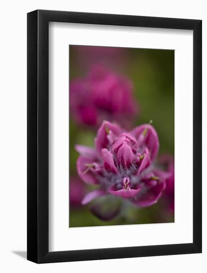 Rosy Paintbrush, San Juan Nat'l Forest, Colorado, USA-James Hager-Framed Photographic Print