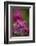 Rosy Paintbrush, San Juan Nat'l Forest, Colorado, USA-James Hager-Framed Photographic Print