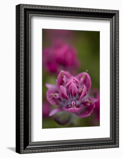 Rosy Paintbrush, San Juan Nat'l Forest, Colorado, USA-James Hager-Framed Photographic Print