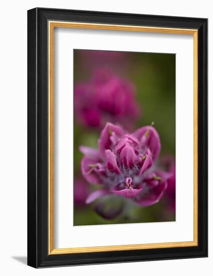 Rosy Paintbrush, San Juan Nat'l Forest, Colorado, USA-James Hager-Framed Photographic Print