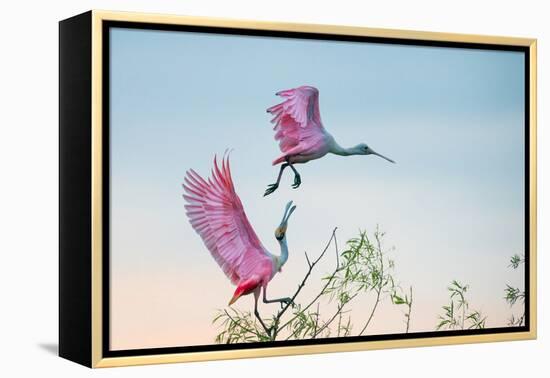 Rosy Pair (Roseate Spoonbills)-C. Mei-Framed Premier Image Canvas