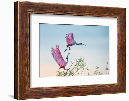 Rosy Pair (Roseate Spoonbills)-C. Mei-Framed Photographic Print