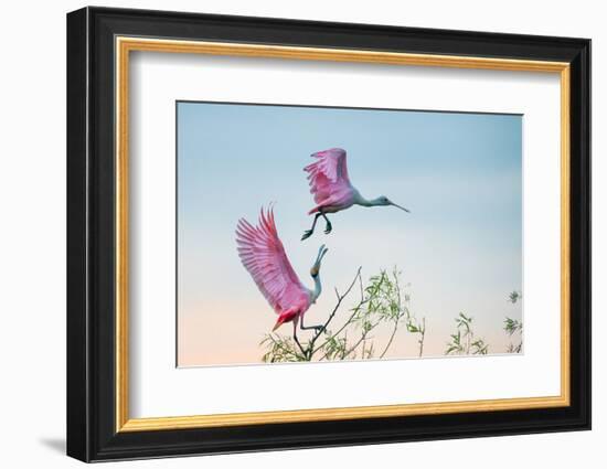 Rosy Pair (Roseate Spoonbills)-C. Mei-Framed Photographic Print