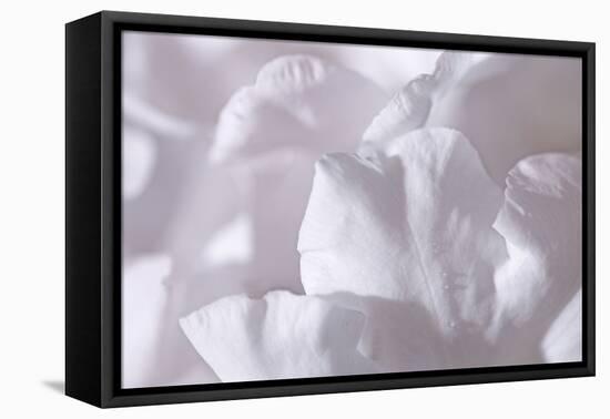 Rosy Petals II-Rita Crane-Framed Premier Image Canvas