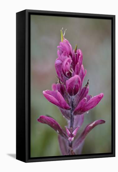 Rosy Pintbrush (Castilleja Rhexifolia), Gunnison National Forest, Colorado, USA-James Hager-Framed Premier Image Canvas