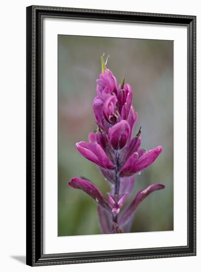 Rosy Pintbrush (Castilleja Rhexifolia), Gunnison National Forest, Colorado, USA-James Hager-Framed Photographic Print