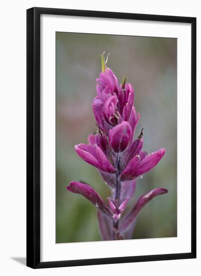 Rosy Pintbrush (Castilleja Rhexifolia), Gunnison National Forest, Colorado, USA-James Hager-Framed Photographic Print