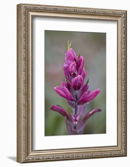 Rosy Pintbrush (Castilleja Rhexifolia), Gunnison National Forest, Colorado, USA-James Hager-Framed Photographic Print