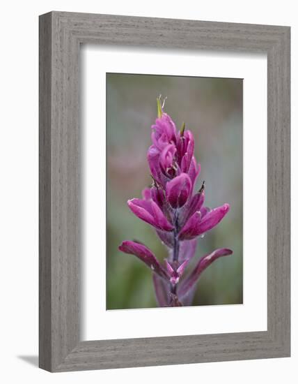 Rosy Pintbrush (Castilleja Rhexifolia), Gunnison National Forest, Colorado, USA-James Hager-Framed Photographic Print