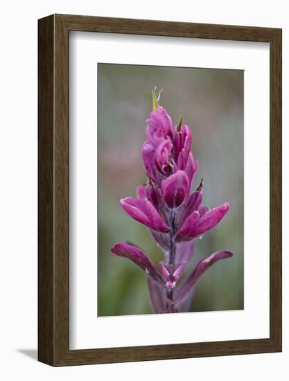 Rosy Pintbrush (Castilleja Rhexifolia), Gunnison National Forest, Colorado, USA-James Hager-Framed Photographic Print