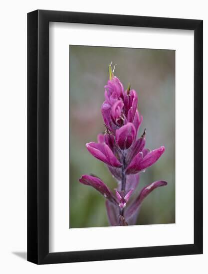Rosy Pintbrush (Castilleja Rhexifolia), Gunnison National Forest, Colorado, USA-James Hager-Framed Photographic Print
