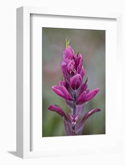 Rosy Pintbrush (Castilleja Rhexifolia), Gunnison National Forest, Colorado, USA-James Hager-Framed Photographic Print