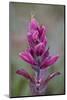 Rosy Pintbrush (Castilleja Rhexifolia), Gunnison National Forest, Colorado, USA-James Hager-Mounted Photographic Print