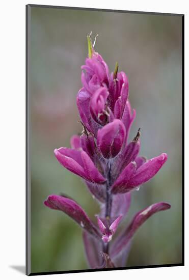 Rosy Pintbrush (Castilleja Rhexifolia), Gunnison National Forest, Colorado, USA-James Hager-Mounted Photographic Print