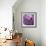 Rosy Posy-Assaf Frank-Framed Giclee Print displayed on a wall