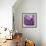 Rosy Posy-Assaf Frank-Framed Giclee Print displayed on a wall