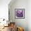 Rosy Posy-Assaf Frank-Framed Giclee Print displayed on a wall