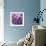 Rosy Posy-Assaf Frank-Framed Giclee Print displayed on a wall