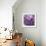 Rosy Posy-Assaf Frank-Framed Giclee Print displayed on a wall