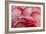 Rosy Red Ruffles I-Rita Crane-Framed Photographic Print