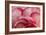 Rosy Red Ruffles I-Rita Crane-Framed Photographic Print