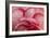 Rosy Red Ruffles I-Rita Crane-Framed Photographic Print