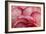 Rosy Red Ruffles I-Rita Crane-Framed Photographic Print