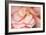 Rosy Red Ruffles II-Rita Crane-Framed Photographic Print