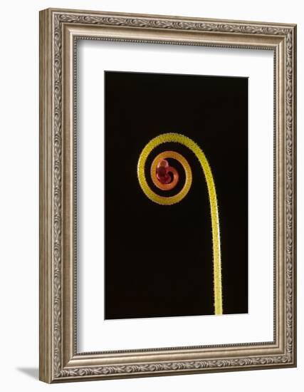 Rosy sundew curled flower bud-Adrian Davies-Framed Photographic Print