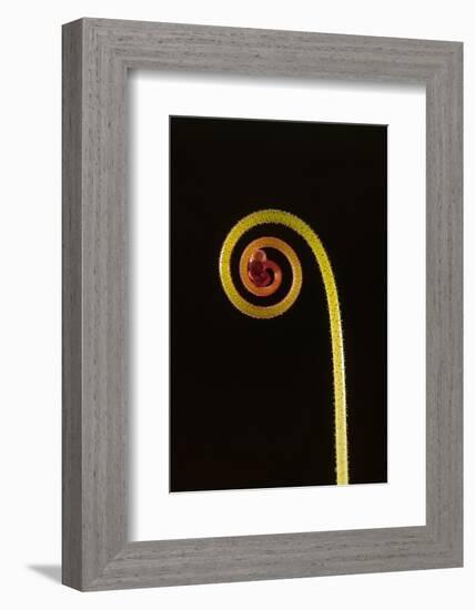 Rosy sundew curled flower bud-Adrian Davies-Framed Photographic Print