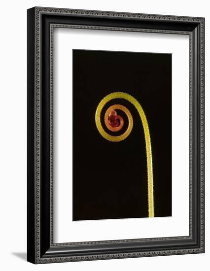 Rosy sundew curled flower bud-Adrian Davies-Framed Photographic Print