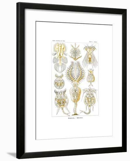 Rotatoria, 1899-1904-null-Framed Giclee Print