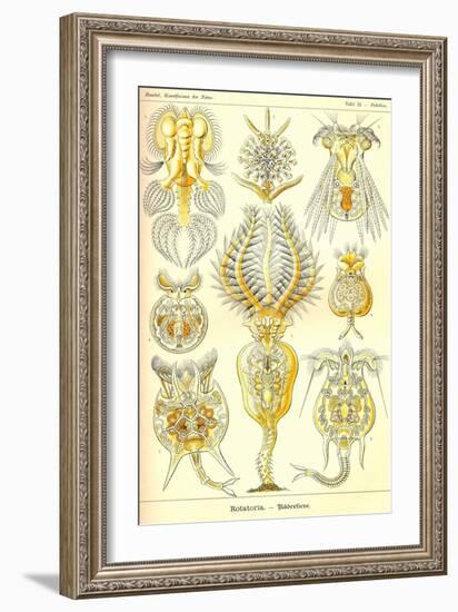 Rotatoria, Rotifera Worms-Ernst Haeckel-Framed Art Print