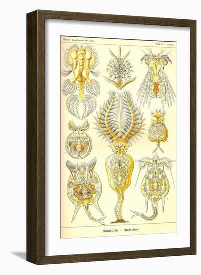 Rotatoria, Rotifera Worms-Ernst Haeckel-Framed Art Print