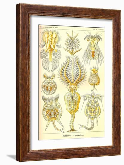 Rotatoria, Rotifera Worms-Ernst Haeckel-Framed Art Print